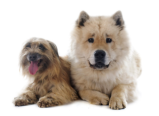 포토 JPG 해외이미지 동물 여자 유럽 2 사람없음 반려동물 갈색 프랑스 양치기 개 흰배경 그레이트피레니즈 고립 해외202004 유라시아 해외포토 직업 나라 아시아 컬러 백그라운드 포유류 사람 흰색 파일형식