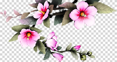 식물 편집이미지 꽃 분홍색 컬러 잎 자연 생명 장식 정원 봄 그림 조화 PNG 생동감 계절 생태계 파일형식