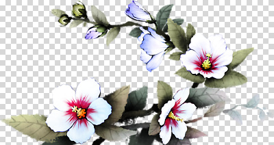 식물 편집이미지 꽃 컬러 잎 자연 생명 미소 풍경 여름 정원 향기 화사함 조화 PNG 만개 계절 컨셉 표정 생태계 냄새 파일형식