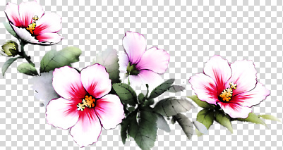 식물 편집이미지 꽃잎 꽃 예술 분홍색 잎 자연 생명 수채화 일상 장식 초록색 흰색 부드러움 PNG 컬러 라이프 감각 생태계 파일형식