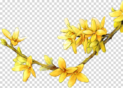 식물 편집이미지 꽃잎 꽃 자연 여름 햇빛 노란색 봄 나뭇가지 원예 조화 PNG 나무 계절 컬러 취미 태양 생태계 파일형식