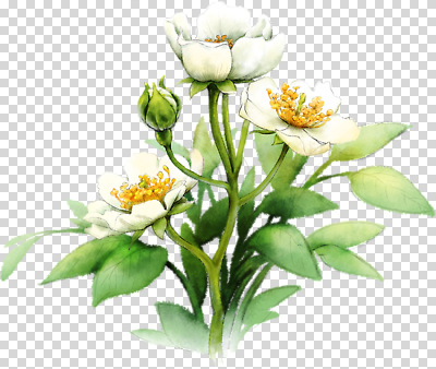식물 편집이미지 꽃잎 꽃 컬러 잎 자연 생명 새싹 정원 봄 성장 흰색 수술 PNG 계절 의학 치료 생태계 파일형식