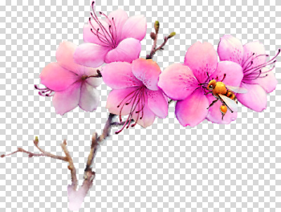 식물 편집이미지 꽃 분홍색 잎 자연 환경 봄 벚꽃 꿀벌 생태계 꽃가루 PNG 수분_꽃가루 계절 컬러 벌_곤충 가루 파일형식