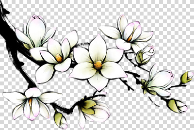 나무 식물 편집이미지 꽃잎 꽃 화초 자연 생명 풍경 초록색 봄 향기 목련 PNG 만개 계절 컬러 생태계 냄새 파일형식