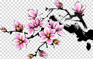 식물 편집이미지 꽃잎 꽃 분홍색 컬러 자연 생명 풍경 봄 식물원 목련 조화 PNG 만개 계절 생태계 파일형식