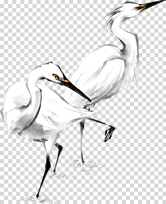 편집이미지 물결 날개 자연 조류 생명 평화 걷기 고요 흐름 흰색 물가 우아함 왜가리 PNG 동물 컬러 컨셉 모션 풍경 생태계 파일형식