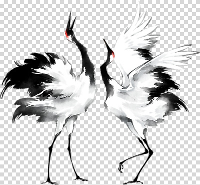 편집이미지 예술 날개 자연 조류 함께함 평화 검은색 기쁨 학 흰색 춤 우아함 조화 PNG 동물 감정 컬러 컨셉 문화예술 생태계 파일형식