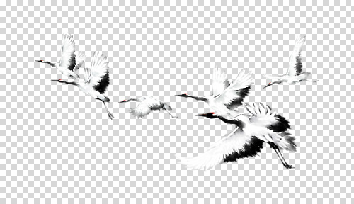 편집이미지 자연 조류 하늘 풍경 평화 학 흰색 비행 생태계 조화 PNG 생동감 동물 컬러 컨셉 파일형식