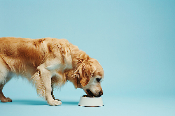 JPG 동물 편집이미지 행복 모션 털 반려동물 귀여움 식사 강아지 먹기 파란배경 생동감 편집실사 AI포토 AI콘텐츠 감정 백그라운드 컨셉 파란색 개 CG 파일형식