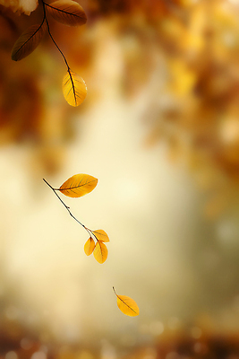 JPG 식물 편집이미지 감정 컬러 백그라운드 잎 자연 바람 나뭇잎 풍경 햇빛 노란색 숲 흔들림 부드러움 이미지편집 AI컴퓨터그래픽 AI콘텐츠 자연요소 모션 날씨 태양 감각 생태계 파일형식