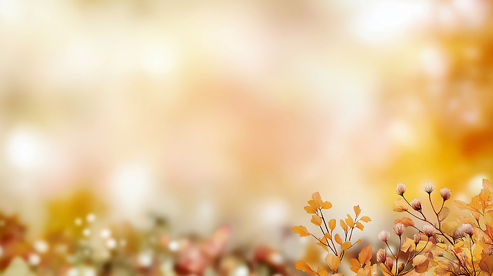 JPG 식물 편집이미지 계절 잎 자연 나뭇잎 따뜻함 풍경 햇빛 환경 고요 변화 조화 뷰티풀 색감 이미지편집 AI컴퓨터그래픽 AI콘텐츠 컨셉 태양 생태계 파일형식