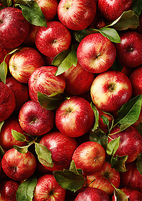 식물 컬러 농업 과일 CG 생태계 영양소 파일형식 사과 농작물 수확 신선 빨간색 잎 자연 백그라운드 건강 비타민 농장 과수원 편집이미지 JPG 편집실사