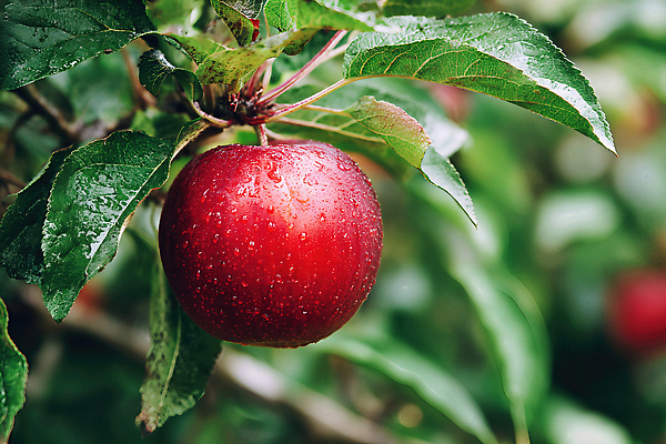 식물 계절 농업 과일 취미 CG 생태계 파일형식 사과 나무 잎 신선 농장 자연 원예 수확 여름 정원 편집이미지 JPG 편집실사