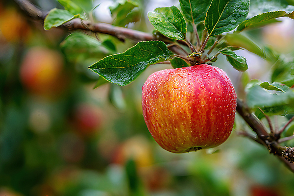 주간 식물 계절 컬러 컨셉 농업 채소 과일 태양 CG 생태계 파일형식 사과 나무 가지 수확 농장 자연 햇빛 성장 아침 여름 과수원 맛 빨간색 편집이미지 JPG 편집실사