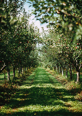나무 식물 계절 산업 컬러 컨셉 농업 시골 사과 CG 생태계 파일형식 과수원 사과나무 초록색 자연 평화 농장 풍경 길 잔디 자원 여름 농사 그늘 농촌 편집이미지 JPG 편집실사