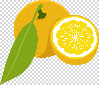 편집이미지 음식 컬러 잎 과일 자연 귤 요리 노란색 신선 레몬 비타민 PNG 식물 생태계 영양소 파일형식