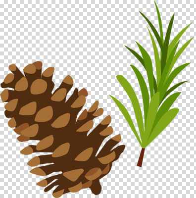 나무 식물 편집이미지 열매 잎 자연 숲 솔방울 PNG 자연물 생태계 파일형식