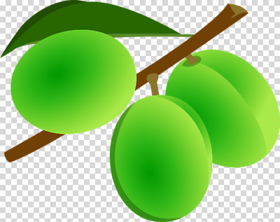 나무 식물 편집이미지 과일 자연 건강 초록색 농작물 수확 신선 올리브 PNG 열매 컬러 농업 생태계 파일형식