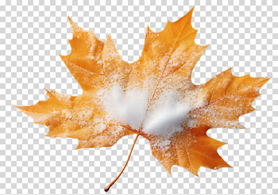 식물 계절 컨셉 잎 생태계 파일형식 단풍 겨울 자연 뷰티풀 풍경 컬러 변화 편집이미지 PNG