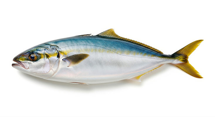 컨셉 어류 수중동물 CG 영양소 파일형식 AI콘텐츠 해산물 신선도 요리 바다 어획 식재료 단백질 맛 건강 레시피 식사 편집이미지 편집실사 JPG 방어 AI포토