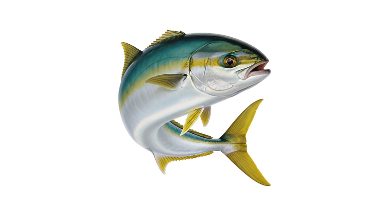 동물 어류 수중동물 수상스포츠 CG 생태계 파일형식 AI콘텐츠 수중 수영 수조 생물 바다 자연 살림 광택 편집이미지 편집실사 JPG 방어 AI포토