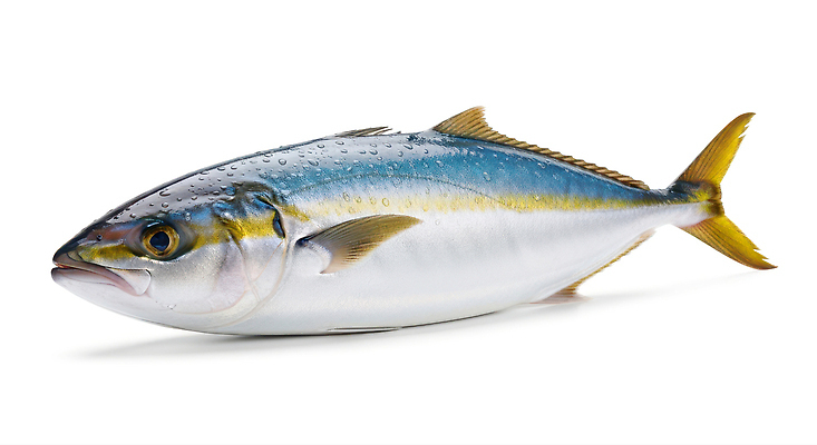 동물 바다 어류 수중동물 수상스포츠 CG 생태계 파일형식 AI콘텐츠 수영 비늘 자연 해산물 식자재 요리 신선 해변 생물 편집이미지 편집실사 JPG 방어 AI포토