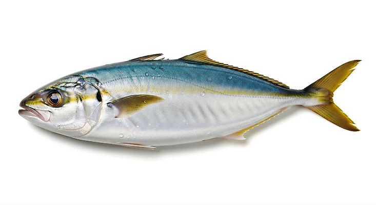 바다 컨셉 어류 수중동물 CG 생태계 파일형식 AI콘텐츠 해산물 요리 맛 식사 레시피 음식 자연 해변 편집이미지 편집실사 JPG 방어 AI포토