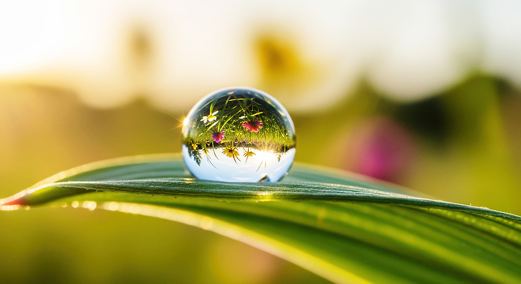 JPG 식물 편집이미지 백그라운드 잎 자연 생명 초록색 여름 햇빛 반사 평화 방울 물방울 이슬 뷰티풀 경관 편집실사 계절 컬러 컨셉 풍경 장식 태양 CG 생태계 파일형식