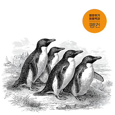 동물 바다 컨셉 조류 극지방 생태계 파일형식 펭귄 서식지 생물 자연 남극 해변 털 모션 서식 탐험 보호 일러스트 국내일러스트 JPG