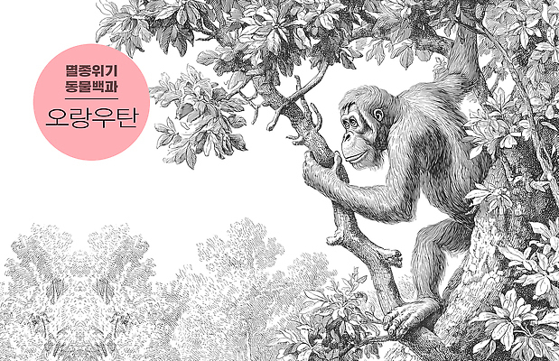식물 감정 컨셉 포유류 사회이슈 생태계 파일형식 오랑우탄 나무 동물 자연 평화 여유 환경 보호 원숭이 동물원 생물 그림 숲 동물보호 일러스트 국내일러스트 JPG