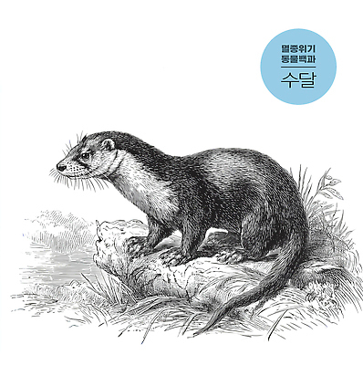 동물 컨셉 모션 강 감각 생태계 파일형식 수달 자연 강가 편안함 환경 생물 귀여움 털 서식지 포유류 조화 습기 생명 관찰 보호 일러스트 국내일러스트 JPG