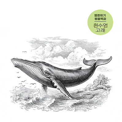 동물 바다 건강 물 수상스포츠 고래 생태계 파일형식 흰수염고래 물보라 하늘 자연 생명 수중동물 수영 탐험 해변 환경 운동 뷰티풀 일러스트 국내일러스트 JPG