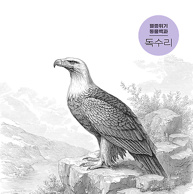 동물 컨셉 모션 자연 조류 보호 생태계 파일형식 독수리 풍경 관찰 뷰티풀 조화 서식지 장면 자연보호 맹금류 이미지 우아함 야생동물 일러스트 국내일러스트 JPG