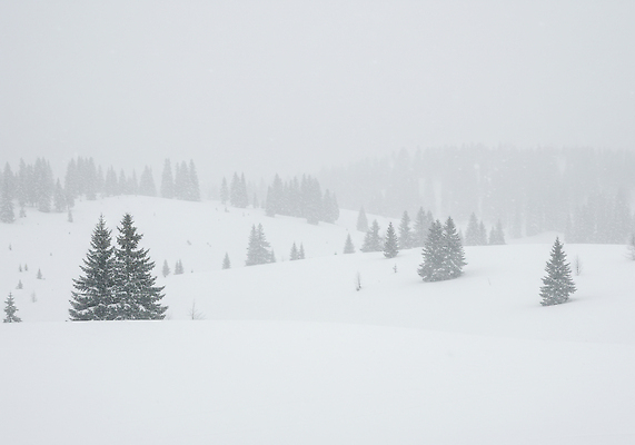 JPG 나무 편집이미지 겨울 자연 날씨 산 풍경 고요 흰색 대기 숲 언덕 시야 편집실사 식물 계절 컬러 CG 생태계 파일형식