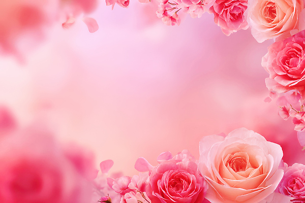 식물 편집이미지 계절 꽃 감정 컬러 컨셉 친구 생태계 파일형식 장미 분홍색 여름 백그라운드 뷰티풀 장식 사랑 우정 화사함 자연 정원 화초 생명 JPG 이미지편집