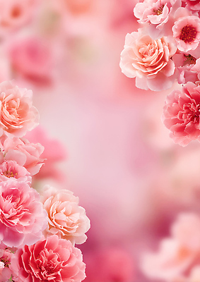 식물 편집이미지 계절 컬러 컨셉 생태계 파일형식 꽃 분홍색 흰색 백그라운드 뷰티풀 자연 봄 블러 싱그러움 장식 정원 감성 생명 JPG 이미지편집