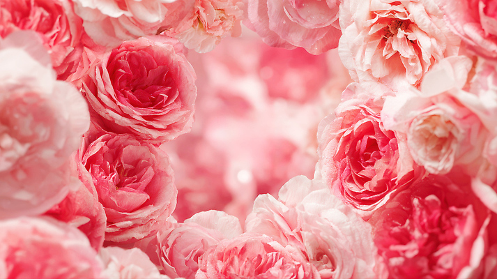 식물 편집이미지 계절 꽃 컬러 컨셉 생태계 파일형식 장미 꽃다발 뷰티풀 분홍색 조명 색감 사계절 자연 꽃잎 중앙 우아함 장식 백그라운드 JPG 이미지편집