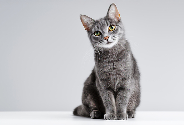 동물 감정 음식 컬러 컨셉 포유류 모션 전자제품 반려동물 CG 파일형식 고양이 회색 귀여움 카메라 앉기 표정 호기심 백그라운드 털 포즈 디저트 편집실사 편집이미지 JPG