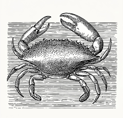 JPG 식물 예술 바다 섬 일러스트 자연 생명 생물 형상 해변 환경 수중 수중동물 게 그리기 신비 해산물 생태계 국내일러스트 동물 컨셉 모션 갑각류 파일형식