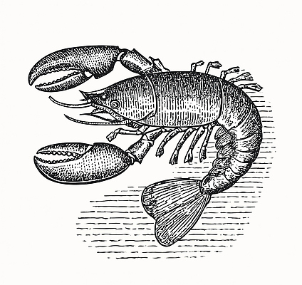 JPG 동물 음식 바다 일러스트 새우 갑각류 수중동물 수조 스케치 해산물 생물학 알레르기 국내일러스트 교육 미술 질병 파일형식