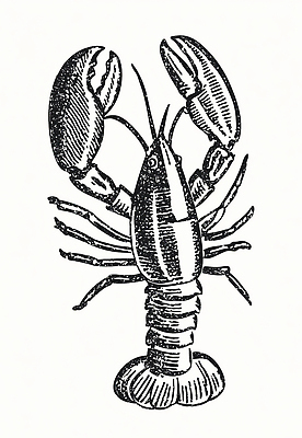 JPG 동물 바다 일러스트 자연 조개 수채화 갑각류 어류 환경 수중 수중동물 가재 그림 생물학 집게발 특징 국내일러스트 교육 어패류 생태계 파일형식
