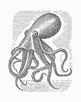 JPG 동물 바다 일러스트 자연 생물 실험 수중 수영 수중동물 전시 자유 그림 생태계 문어 촉수 특징 국내일러스트 컨셉 연체동물 수상스포츠 파일형식