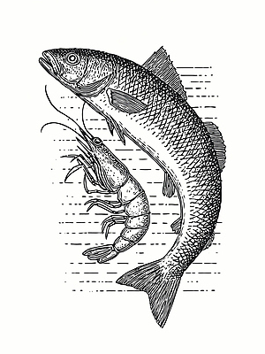 JPG 일러스트 자연 생명 새우 생물 실험 어류 강 환경 수중동물 전문직 수조 해산물 생태계 서식지 먹이사슬 생태학 국내일러스트 동물 직업 교육 갑각류 파일형식