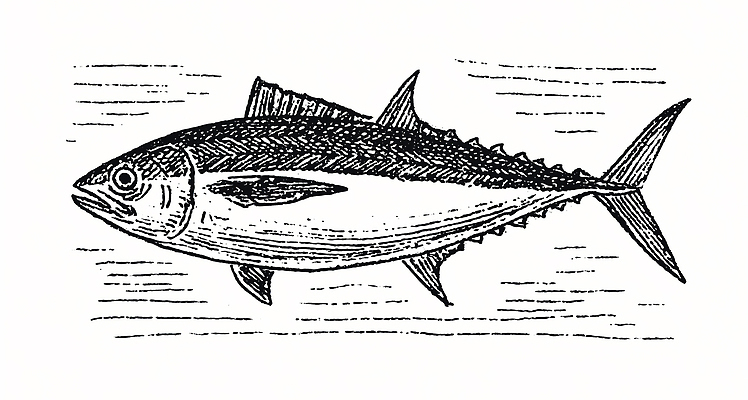 JPG 모양 바다 일러스트 생명 실험 육류 어류 수중 수영 수중동물 수조 참치 해산물 그림 생태계 생물학 어장 특징 국내일러스트 동물 교육 식재료 수상스포츠 파일형식