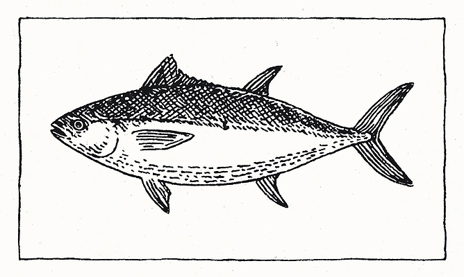 JPG 바다 일러스트 낚시 어류 어업 요리 수중동물 종 구출 수족관 서식지 생김새 어획 특징 국내일러스트 동물 산업 레저 도움 파일형식