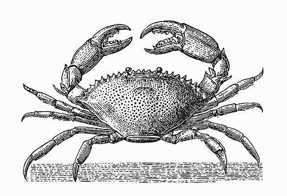 JPG 예술 바다 일러스트 자연 생명 생물 수중동물 게 관찰 크기 그림 생태계 조화 서식지 뷰티풀 생태학 국내일러스트 동물 교육 모션 갑각류 파일형식