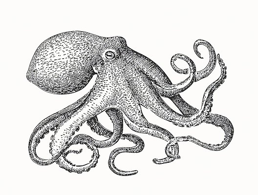 JPG 동물 바다 일러스트 자연 생물 수중 수중동물 수조 유연 생태계 문어 촉수 탐색 국내일러스트 연체동물 파일형식