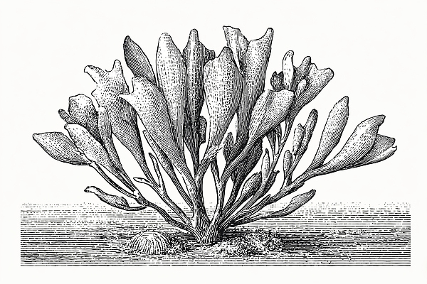 JPG 바다 일러스트 자연 해변 환경 수중동물 수중식물 해조류 해양식물 해초 생물학 국내일러스트 식물 동물 교육 생태계 파일형식