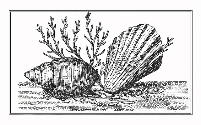 JPG 모양 바다 일러스트 자연 조류 조개 생물 풍경 해변 수중동물 해조류 해양식물 생태계 질감 국내일러스트 동물 어패류 수중식물 파일형식