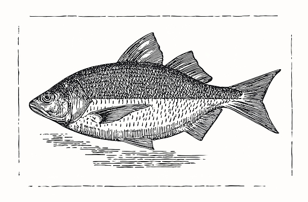 JPG 바다 과학 포즈 일러스트 자연 생물 실험 어류 옆모습 수중동물 수조 그림 생물학 지느러미 비늘 생태학 국내일러스트 동물 교육 뷰포인트 생태계 파일형식
